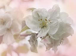 Apple Tree Blossoms white close-up on blurred background