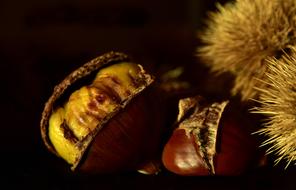 brown chestnuts on the black background