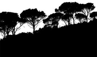black silhouettes of vegetation and trees