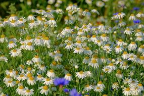 cornflowers on a spring daisy field