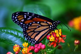 Monarch Butterflies and flowers