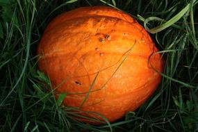 Autumn orange pumpkin lies on the green grass