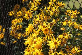 beautiful yellow flowers grow through the mesh of the fence