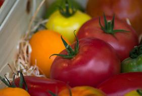 harvest of multicolored tomatoes in a box close up