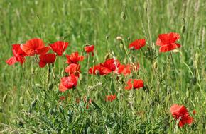 red poppies grow on the field in summer