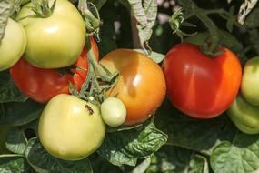 Tomatoes Ripe green red