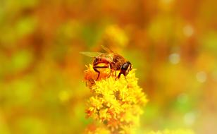 Resistant MuchÃ³wki Insect