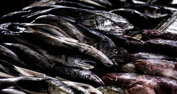 perfect Fish Food Fresh