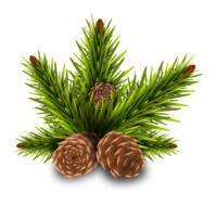 pine branches with cones on white