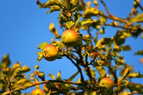 Closeup picture of excellent Apple Tree Fruits