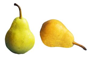 Colorful shiny pears at white background