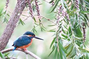 Kingfisher Bird tree