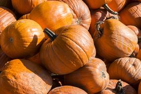 autumn pumpkins in the sun