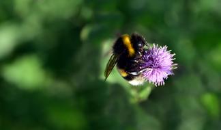 big bumblebee on small flower