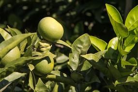green lemon tree with fruits and leaves