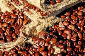 juicy Coffee Beans brown