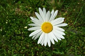 Ox-Eye Daisy