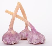 Bulbs Garlic