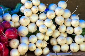 Harvest White Radishes