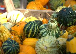 juicy Pumpkin Fruit Vegetables