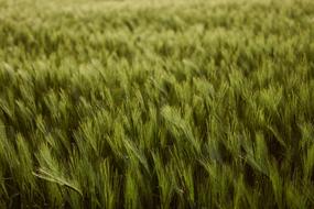 green Cereals Field low angle view