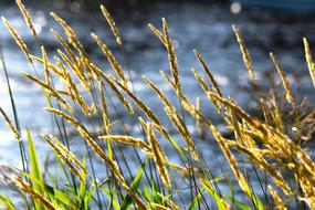 flowering grass by the lake