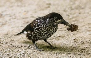 World Bird Nutcracker