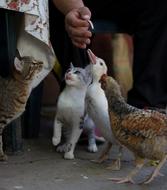 Cat and Chicken and hand person