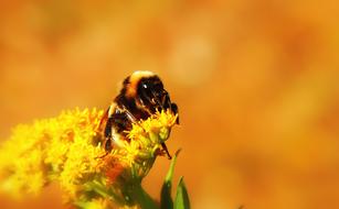 bumblebee on yellow inflorescence close-up on blurred background