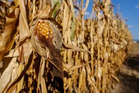 corn field on a sunny day in a blurred background