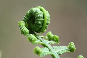 juicy Fern Leaf Roll