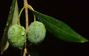 Wet green Olives on branch, macro