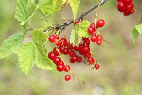 red currant berries on the bush