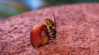 German Wasp feeding on piece of fruit