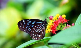 Blue Tiger and flower