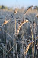 Field with harvest under the sunset