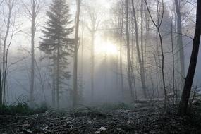 gray fog in the forest