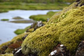 moss on a large stone on the shore of a pond