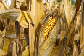 Corn On The Cob CloseUp