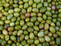 harvested olives