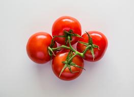 red tomatoes on a green branch on a white background