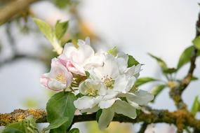 nice Apple Blossom Tree