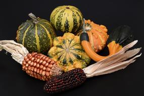 juicy Pumpkin Gourd Autumn