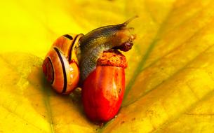 snail and Acorn on yellow leaf