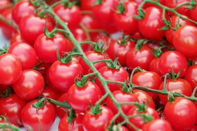 red Trusses Tomatoes