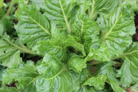 green chard