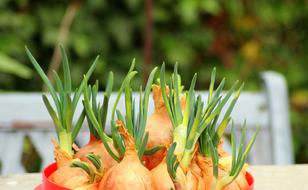 Onion Chives