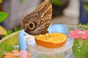 tropical butterfly eats orange juice