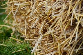 pile of straw close up