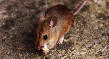 mouse in the wild